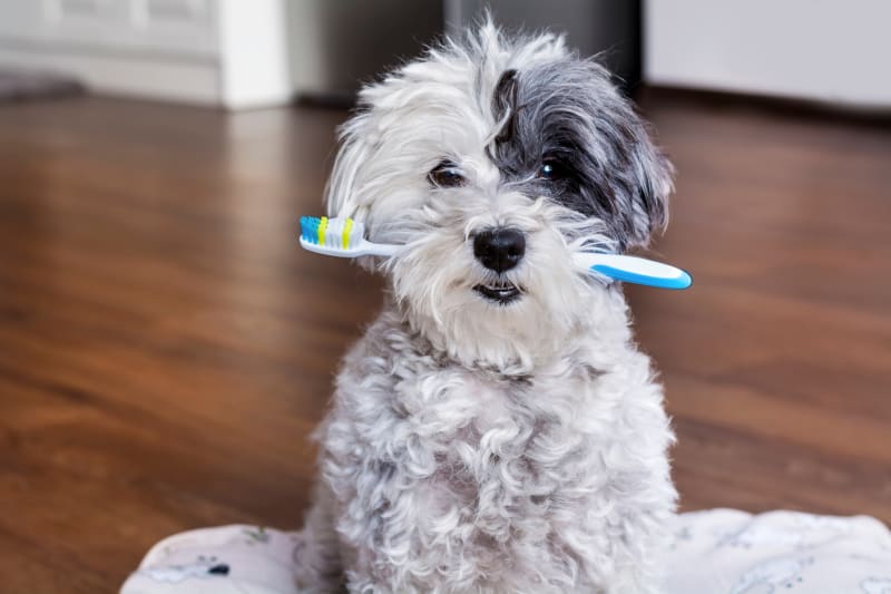 Maltipoo dog dental problems with solution